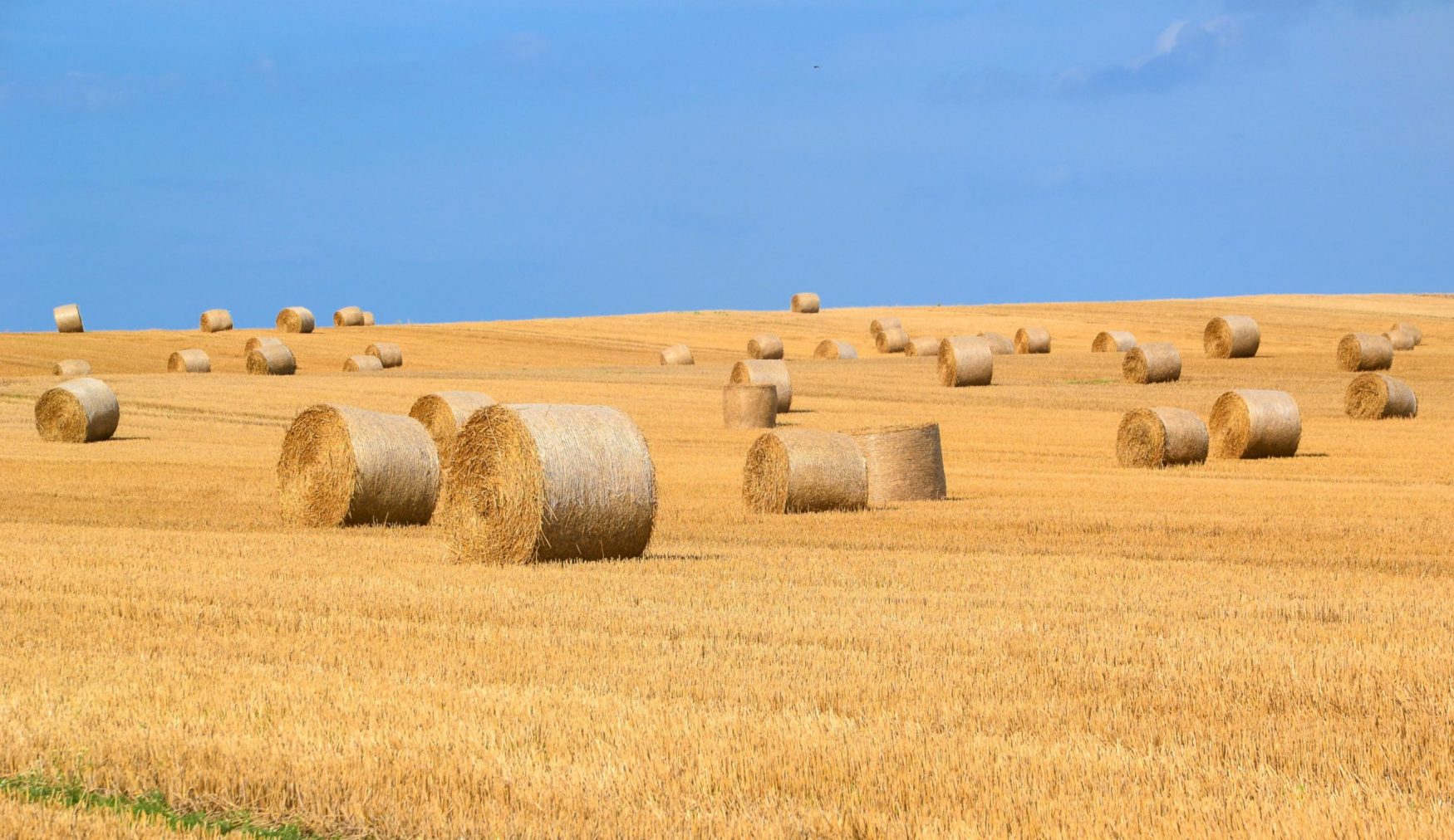 Needle In a Haystack